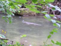 Bogenschießen im Wald